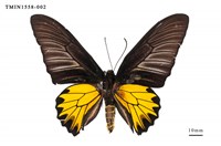 藏品(黃裳鳳蝶)的圖片